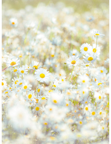 Фототапет с бели маргарити Daisies-1