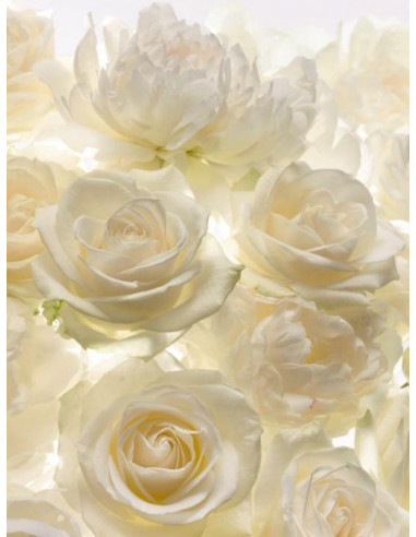 Фототапет с бели рози-1